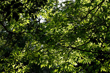 Obraz premium Green dream forest.