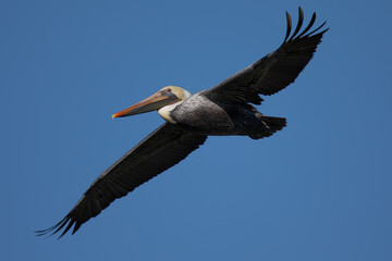 Brown pelican in flight, seen in North California
