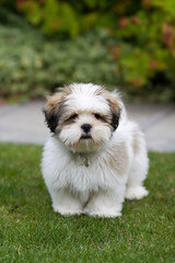 Lhasa apso puppy