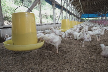 Some chicks are in the cage