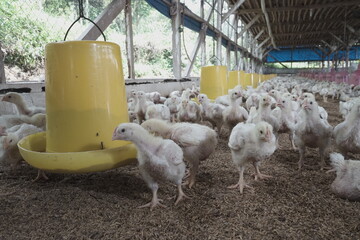 Some chicks are in the cage