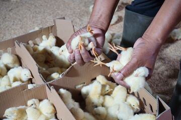 Chicks grading process