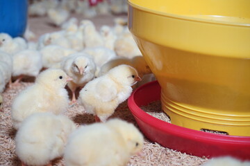 Some chicks are eating