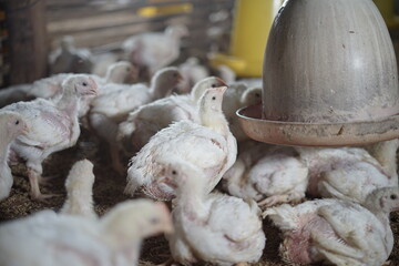 Some chicks are drinking