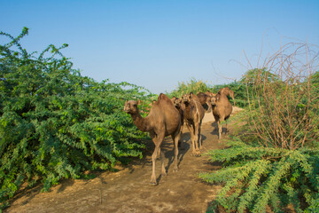 Camels