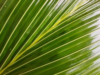 Obraz premium palm leaf background