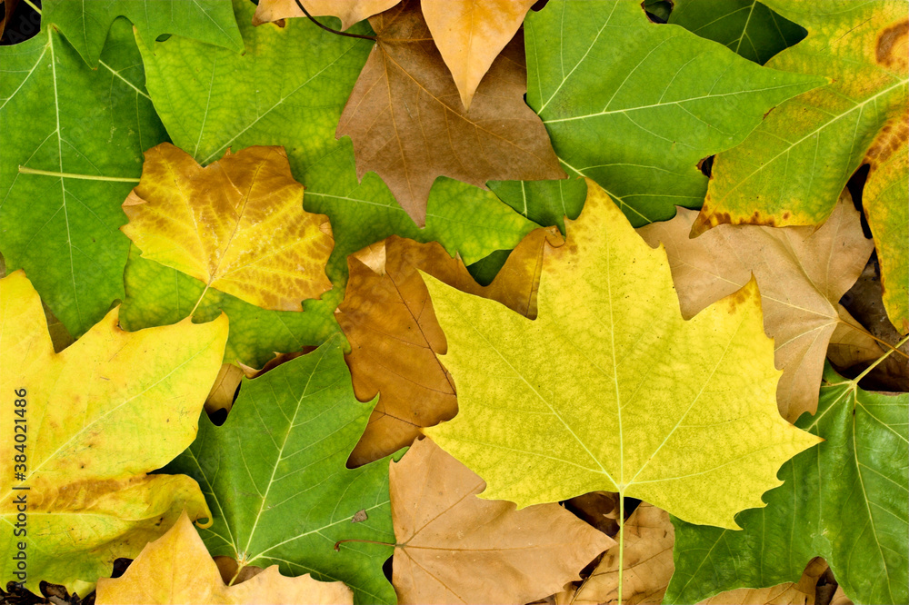 Wall mural fall leaves