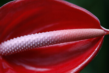detail of the center of a red anthurium in the garden with black background. - obrazy, fototapety, plakaty