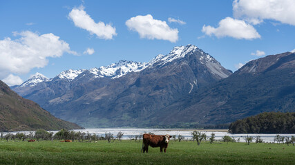 New Zealand Landscape with cows and mountains near Queenstown