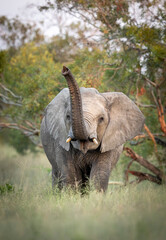 Vertical portrait of a young elephant with its raised trunk in Kruger Park in South Africa