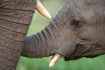 Close up on young elephant's face in Kruger Park in South Africa