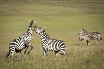 Obraz na płótnie Canvas Two zebra fighting and biting each other in Masai Mara in Kenya