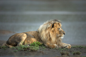 Male lion lying at the edge of water in mud in Ndutu in Tanzania