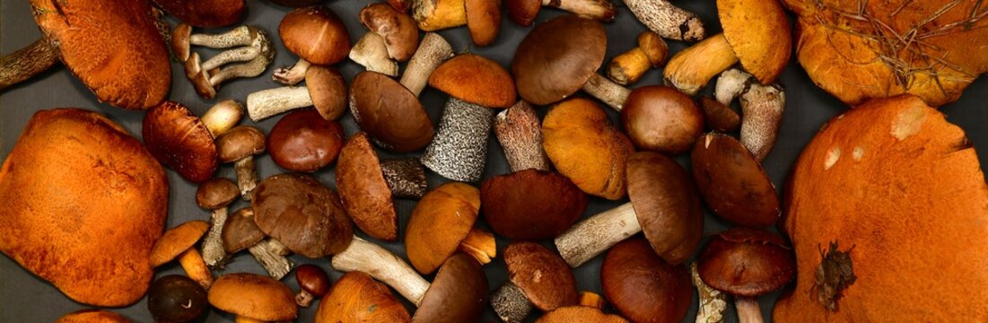 Forest freshly collected mushrooms, on a gray dark background, in the banner background.