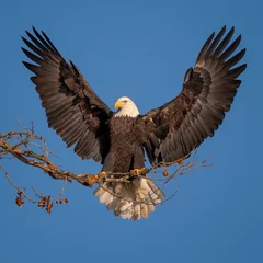 Foto op Canvas American Bald Eagle with outstretched wings in Maryland.  © Nick Stroh