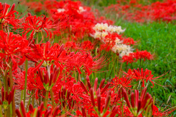 矢勝川の彼岸花