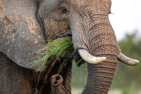 Close up on elephant's face eating green grass in Kruger Park in South Africa - Powered by Adobe