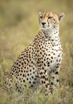Vertical portrait of a cheetah sitting upright in Ndutu in Tanzania