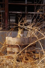 廃屋の猫