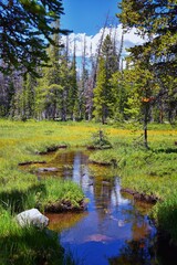 Fototapeta na wymiar Lake Cuberant hiking trail views of ponds, forest and meadows around Bald Mountain Mount Marsell in Uinta Mountains from Pass Lake Trailhead, Utah, United States.