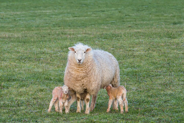 sheep and lambs