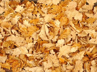 fallen autumn oak leaves in raindrops, selective focus