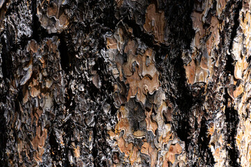 tree bark macro 