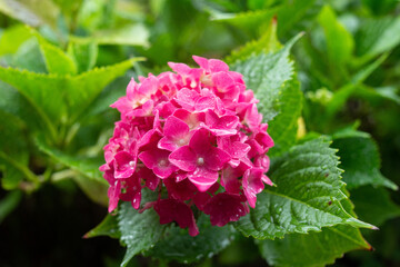 A photo of Hydrangea taken in June in Japa