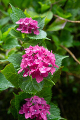 A photo of Hydrangea taken in June in Japa