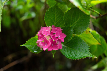 A photo of Hydrangea taken in June in Japa