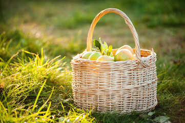 Fototapeta na wymiar Wicker basket with green apples in the garden