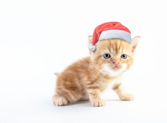 Cat baby tabby Kitten Cute Beautifu With christmas hat on white background