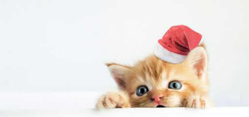 Cat baby tabby Kitten Cute Beautifu With christmas hat on white background