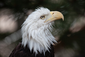 The majestic and commanding bald eagle.
