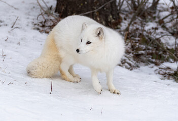 Arctic Fox in winter