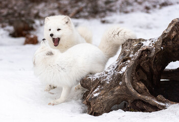 Naklejka na ściany i meble Arctic Fox in winter