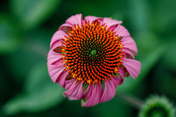 Growing flower of Echinacea Purpurea, purple coneflower