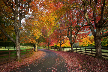 color fall trees line driveway on a sunny autumn day