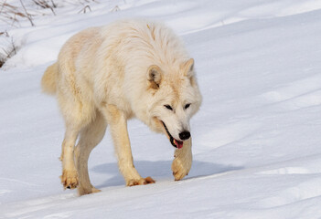 Arctic Wolf on mountain 