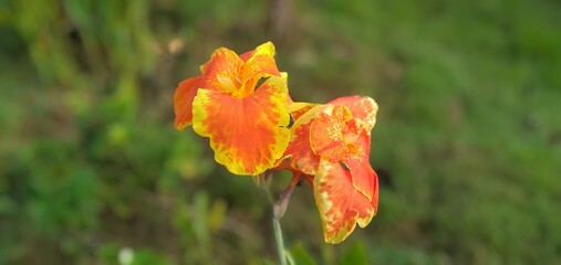 orange poppy flower