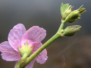 Beautiful Flower on blur effect Background