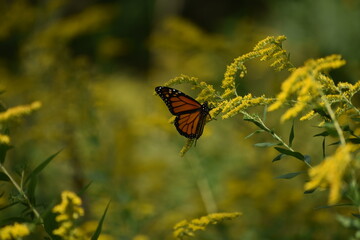 Monarch Butterfly feeding on Goldenrod flowers
