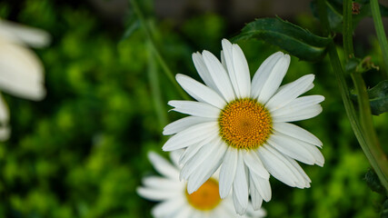 Fototapeta premium white daisy flower