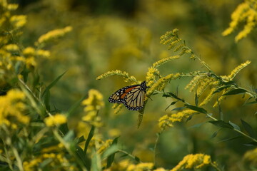 Monarch Butterfly feeding on Goldenrod flowers