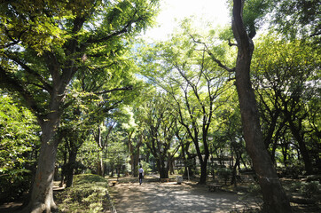 Fototapeta premium 高橋是清記念公園