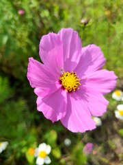 Obraz premium pink cosmos flower
