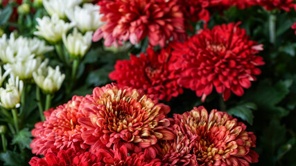 red dahlia flowers