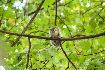 one cute grey squirrel sitting on a tree branch under dense green foliage staring at  you