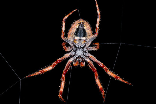 Garden Orb Weaver spider female make her web