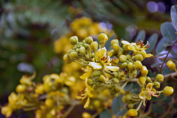 Bunch or bouquet of cassia flowers 